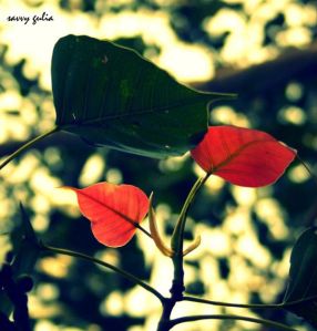 481585_385955864824726_2062530865_n